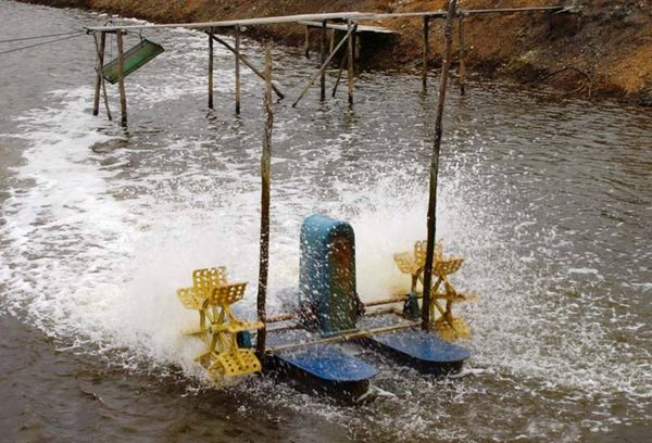 پرورش میگوی وانامی در استخرهای پوشش‌دار HDPE: رنگ، ضخامت و نکات اجرا