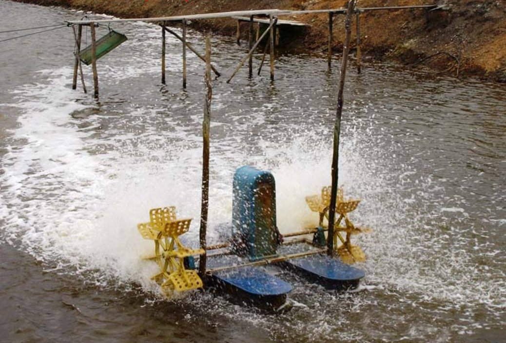 پرورش میگوی وانامی در استخرهای پوشش‌دار HDPE: رنگ، ضخامت و نکات اجرا